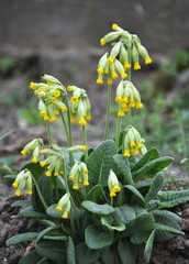Spring flowering Primula veris
