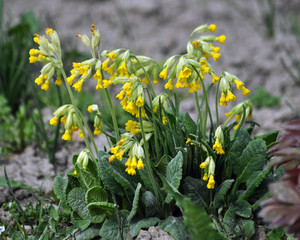 Spring flowering Primula veris