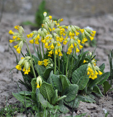 Spring flowering Primula veris