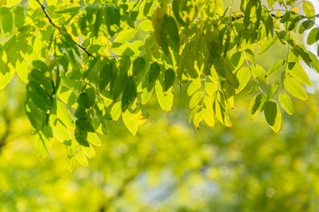 beautiful golden leaves in public park