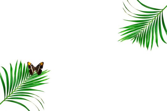 Feuilles de palmiers et papillon sur fond blanc