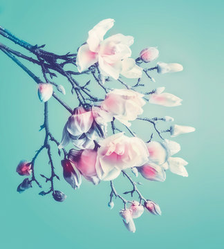 Pretty magnolia spring blossom. Flowering branch of magnolia at turquoise background. Springtime concept. Floral border. Close up