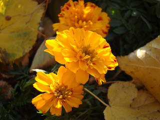 Bright orange autumn flowers.