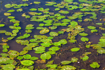 Feuilles de nénuphars sur étang