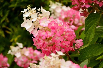 Hydrangea paniculate with white and pink flowers in the garden close-up.