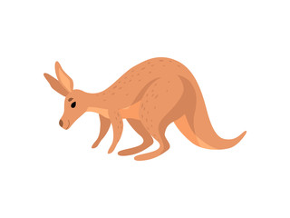 Brown Kangaroo, Cute Wallaby Australian Animal Character Vector Illustration