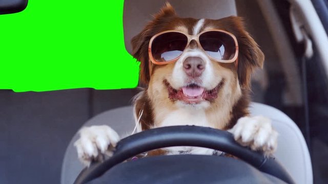 A dog driving a car on a green screen background wearing funny sunglasses