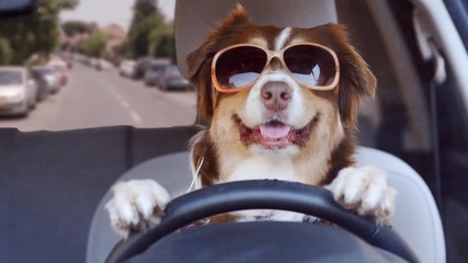 A dog driving a car on a suburban street wearing funny sunglasses - Powered by Adobe