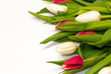 Fototapeta premium Floral red and white tulip background for Valentine's Day, International woman's day, Mother's day celebrating with copy space. Bouquet of flowers isolated on white. Copy space, top view.