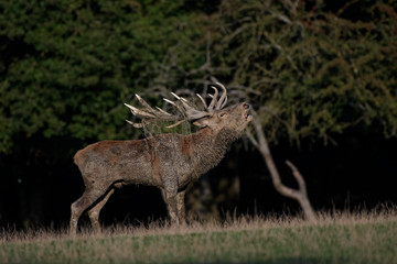 Brame du cerf