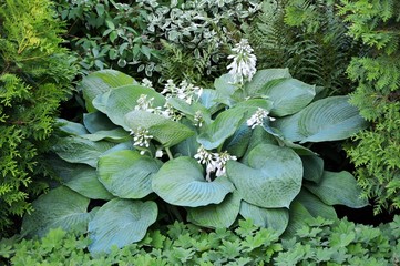 Magnificent giant hosta with blue leaves in the garden at the time of flowering in summer - obrazy, fototapety, plakaty