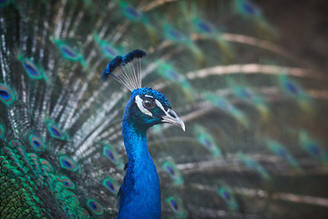 Obraz premium beautiful feathers of an Indian peafowl, a large and brightly colored bird. peacock feather background, close up.