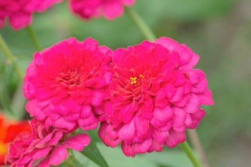 Pink Zinnia Bright colors attract insects.