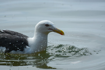 Seagull one the water. closeup