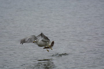 The seagull takes off from the water.