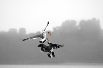 Two seagulls are fighting in the air due to prey