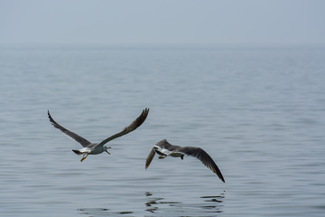 Two seagulls are fighting in the air.