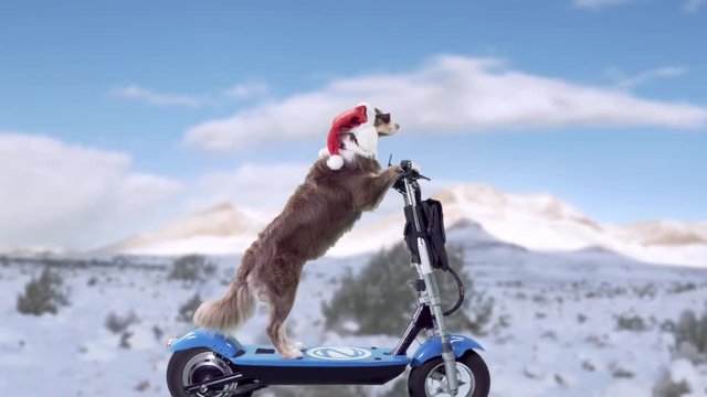 Dog riding a scooter in a Santa Claus suit on a snowy road wide profile shot
