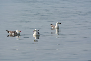 Some gulls are swimming on the water.