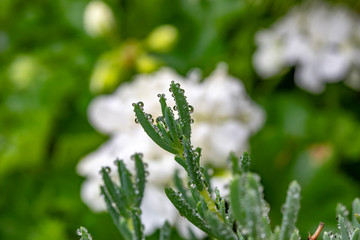 water drops from nature