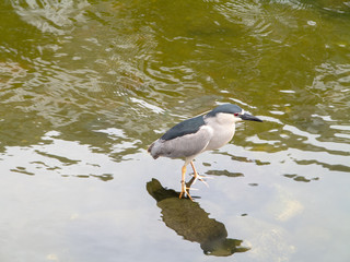 Black-crowned Night-Heron in pond