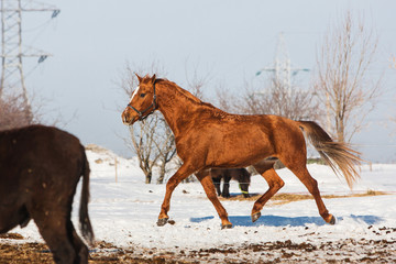 Obraz premium Horses walking in winter field in the village
