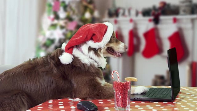 Dog wearing a Santa Claus hat working on a laptop in a Christmas decorated living room wide profile shot