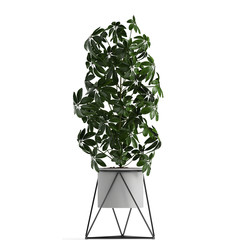 schefflera in pot