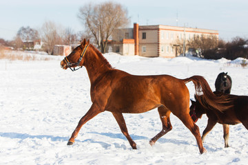 Horses walking in winter field in the village