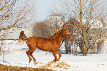 Horses walking in winter field in the village