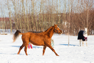 Obraz na płótnie Canvas Horses walking in winter field in the village