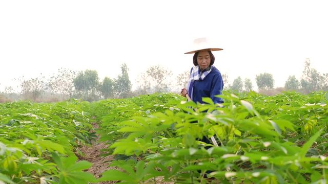 A female tapioca farmer who wearing a blue Mauhom T-shirt, wrapped around the neck with blue and white plaid loincloth, wearing a palm-leaf hat(ngop), is using a spade to hedge grass and weeds.