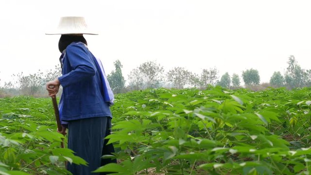 A female tapioca farmer who wearing a blue Mauhom T-shirt, wrapped around the neck with blue and white plaid loincloth, wearing a palm-leaf hat(ngop), is using a spade to hedge grass and weeds.