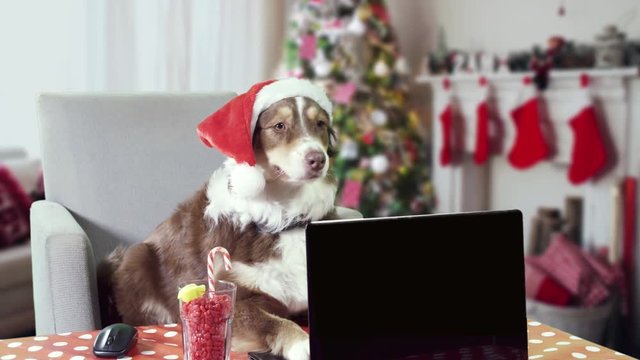 Dog wearing a Santa Claus hat working on a laptop in a Christmas decorated living room frontal shot