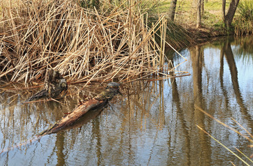 A turtle on wooden trunk in a pond