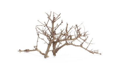 Tree with branches, twigs isolated on white background