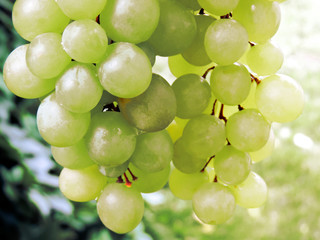 Ripe bunch of grapes in the garden. Close-up. Bunch of green grapes. A lot of ripe grapes close-up. Grape sort. Vineyard ripe grapes in harvest season.