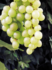 Ripe bunch of grapes in the garden. Close-up. Bunch of green grapes. A lot of ripe grapes close-up. Grape sort. Vineyard ripe grapes in harvest season.