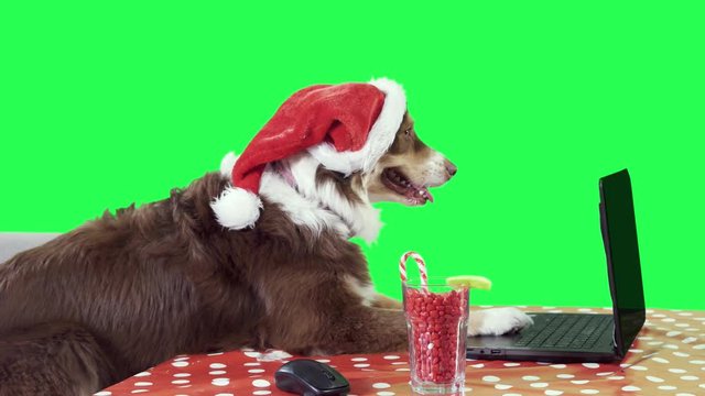 Dog wearing a Santa Claus hat working on a laptop, green screen wide profile shot 4K