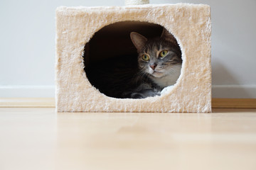 grey tabby cat resting in hideaway cat bed