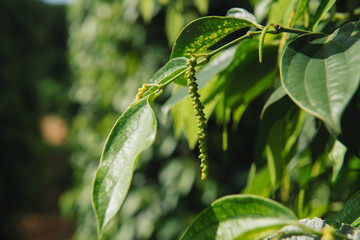 Fresh Piper nigrum on its tree. It's ready for food ingredient and make herb.