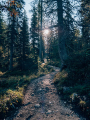 Obraz premium a hiking way through the forest