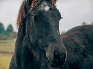 portrait of a black horse on a green meadow