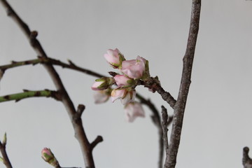 Mandelblüte in Großaufnahme