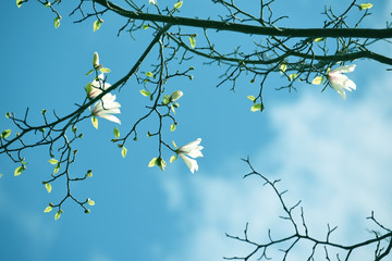 Magnolia flowers are beautiful on a natural garden background. Artistic tender photo.