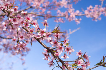 Wild Himalayan Cherry Blossoms in spring season, Prunus cerasoides, Pink Sakura Flower