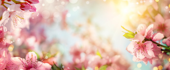 Panoramic spring background with beautiful pink cherry blossoms, bokeh background and lots of warm...