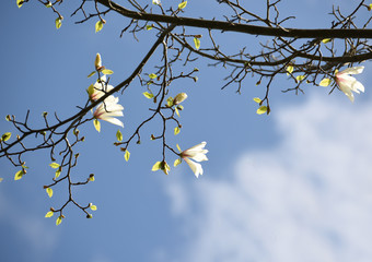 Magnolia flowers are beautiful on a natural garden background. Artistic tender photo.