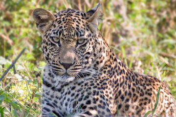 Naklejka na ściany i meble Young male leopard, South Africa