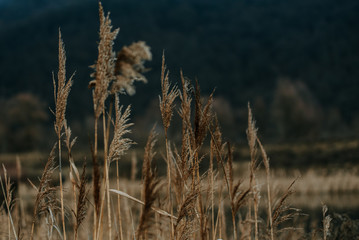 Fototapeta premium field of wheat